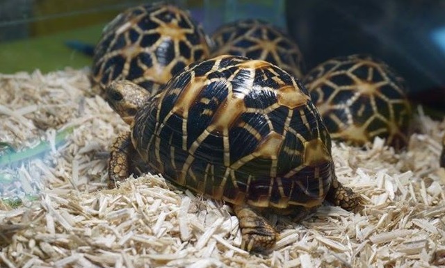 tartarughe_tartapedia